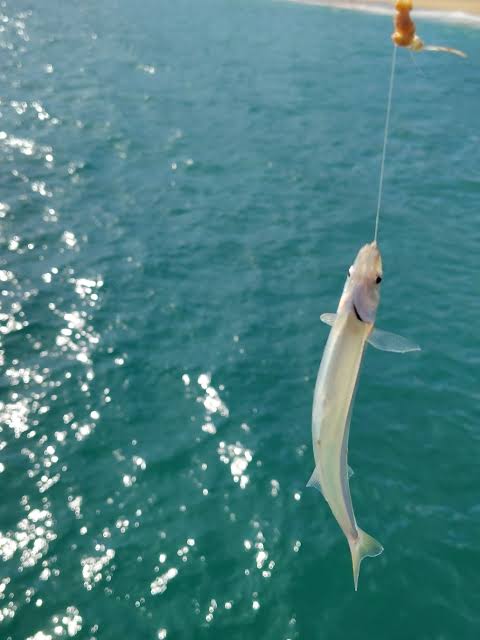 Salida de pesca Muelle Vergara